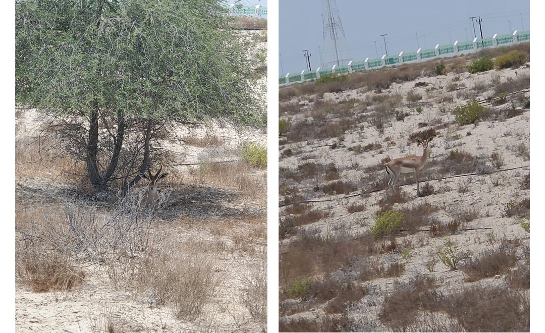 Arabian gazelle (Gazella arabica) seen during the terrestrial ecology survey in Abu Dhabi, UAE